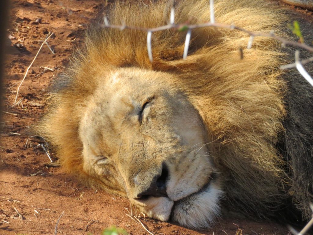 Sound asleep on safari