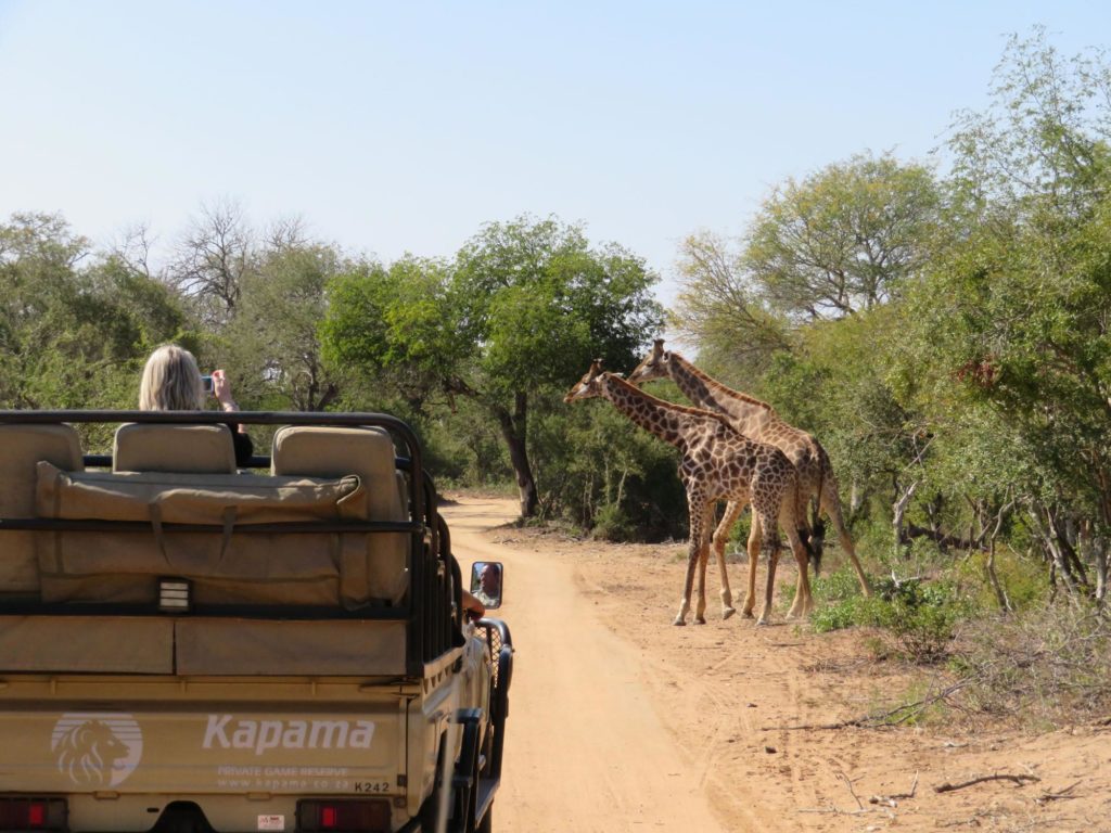 On Safari in Kruger, South Africa