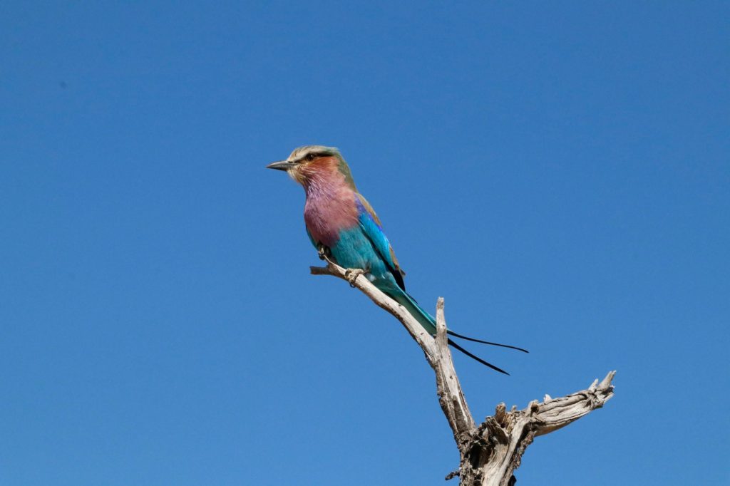 Lilact Breasted Roller