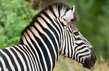 Zebra in Kruger