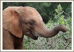 Our Baby Elephant, Sana Sana