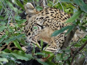 leopard safari