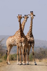 tower of giraffes in South Africa