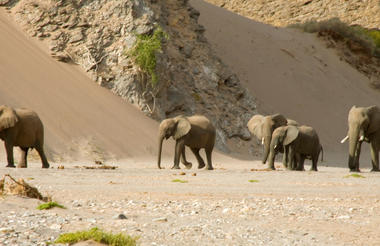 Elephants in Namibia on Skeleton coast