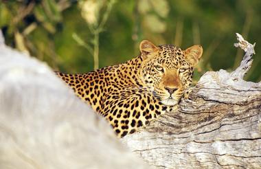 Luangwa leopard