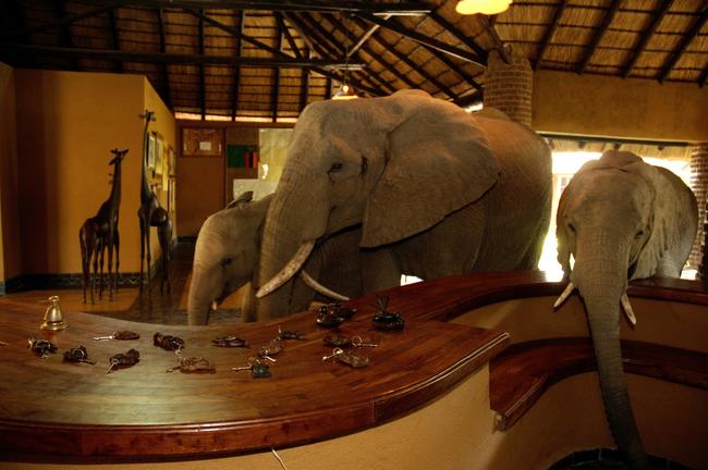 Join us to see the Elephants at Mfuwe Lodge