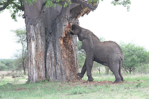 Elephant eating the trunk of a Baobab tree