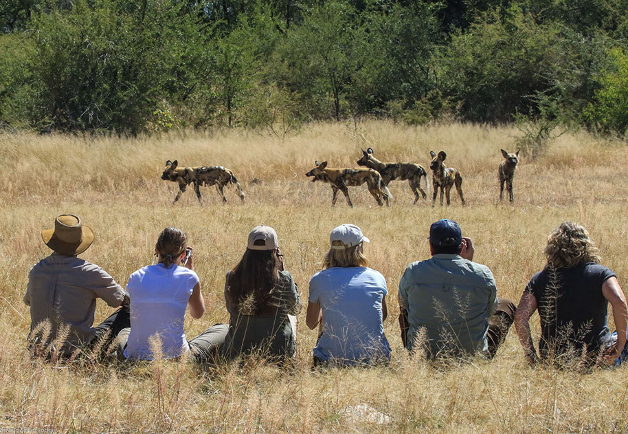 Guests watching wild dogs in Zimbabwe